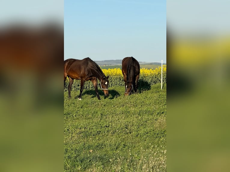 Slowakisches Warmblut Wallach 3 Jahre 165 cm Brauner in Holic