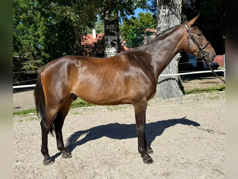 Slowakisches Warmblut Wallach 3 Jahre 165 cm Dunkelbrauner in Bratislava