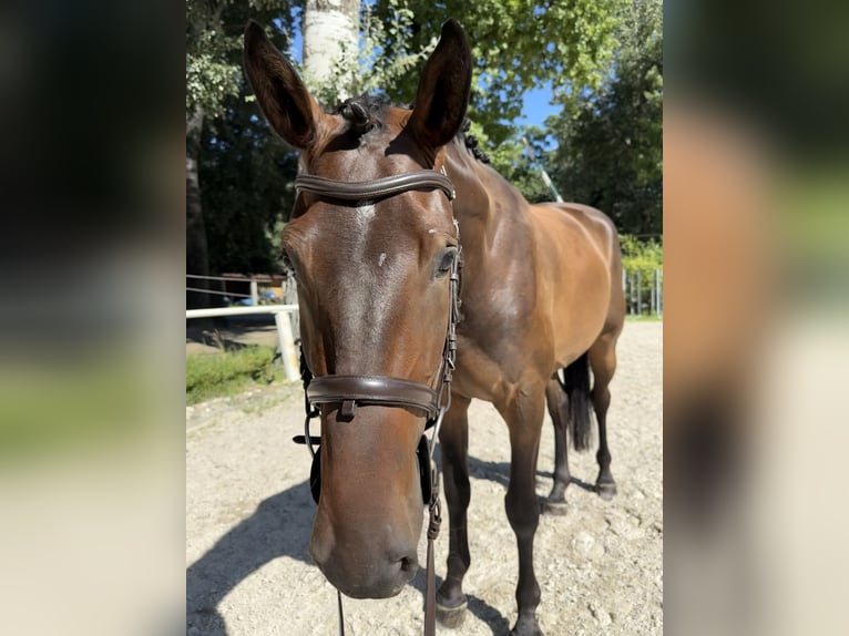 Slowakisches Warmblut Wallach 3 Jahre 165 cm Dunkelbrauner in Bratislava