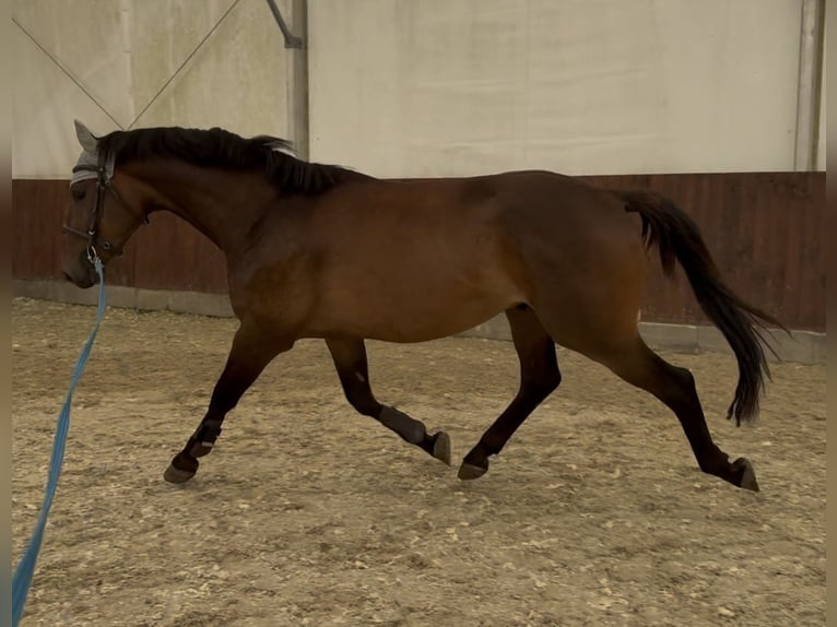 Slowakisches Warmblut Wallach 3 Jahre 165 cm Dunkelbrauner in Bratislava