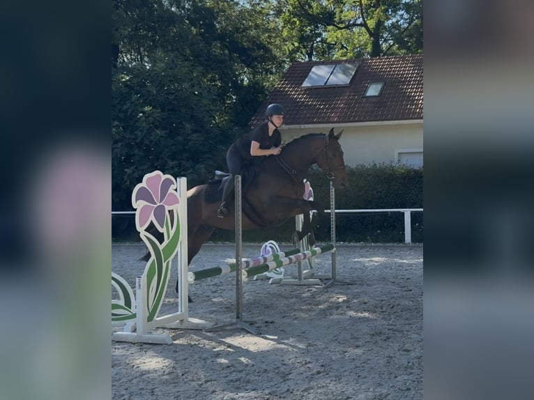 Slowakisches Warmblut Wallach 3 Jahre 165 cm Dunkelbrauner in Bratislava