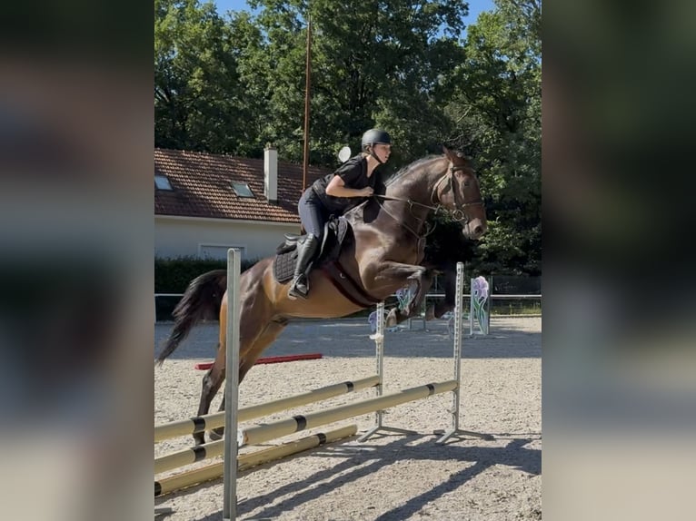 Slowakisches Warmblut Wallach 3 Jahre 165 cm Dunkelbrauner in Bratislava