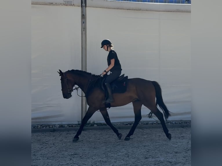 Slowakisches Warmblut Wallach 3 Jahre 165 cm Dunkelbrauner in Bratislava