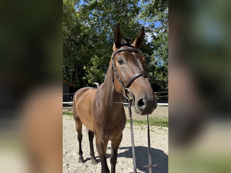 Slowakisches Warmblut Wallach 3 Jahre 165 cm Dunkelbrauner in Bratislava
