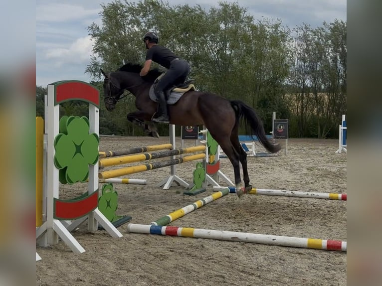 Slowakisches Warmblut Wallach 4 Jahre 163 cm Schwarzbrauner in Ort im Innkreis