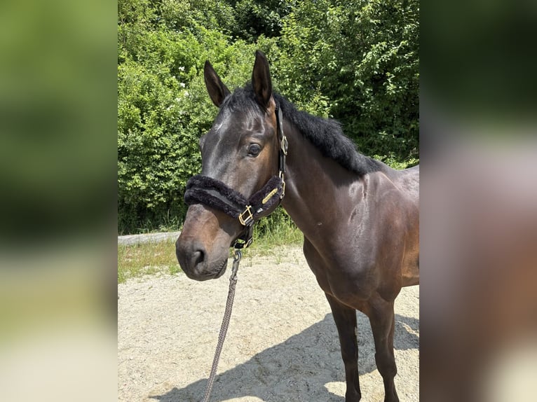 Slowakisches Warmblut Wallach 4 Jahre 163 cm Schwarzbrauner in Ort im Innkreis