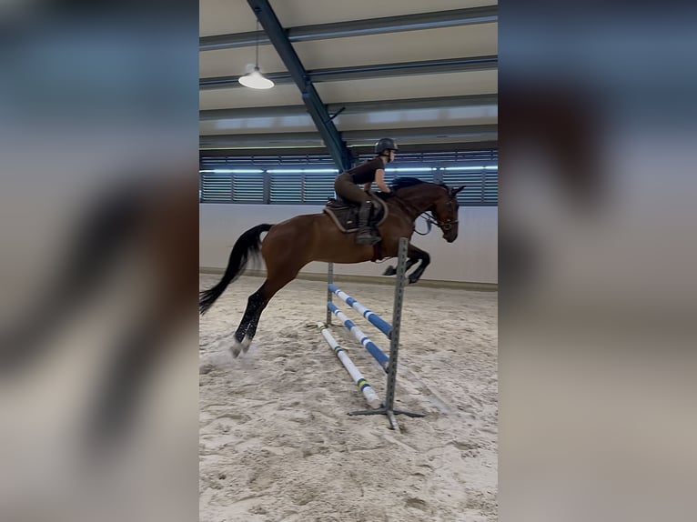 Slowakisches Warmblut Wallach 4 Jahre 165 cm Brauner in Svratouch