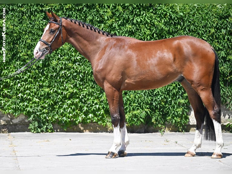 Slowakisches Warmblut Wallach 4 Jahre 169 cm Rotbrauner in Sedliste