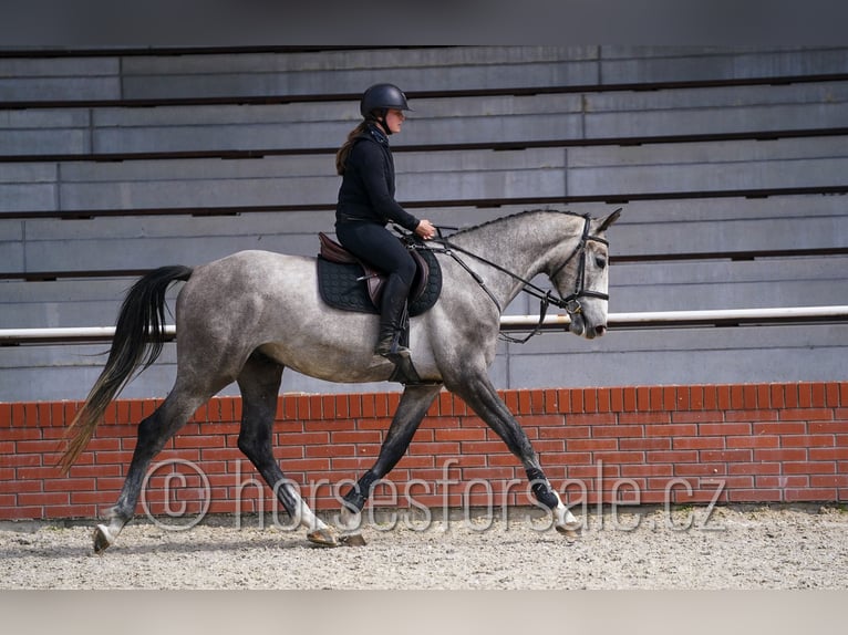 Slowakisches Warmblut Wallach 4 Jahre 170 cm Schimmel in Tyn nad Vltavou