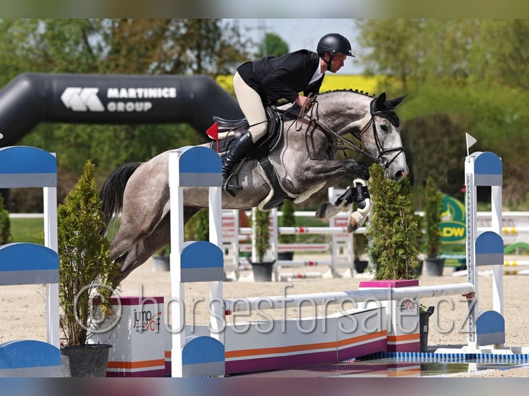 Slowakisches Warmblut Wallach 4 Jahre 170 cm Schimmel in Tyn nad Vltavou