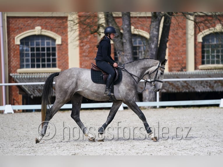 Slowakisches Warmblut Wallach 4 Jahre 170 cm Schimmel in Tyn nad Vltavou