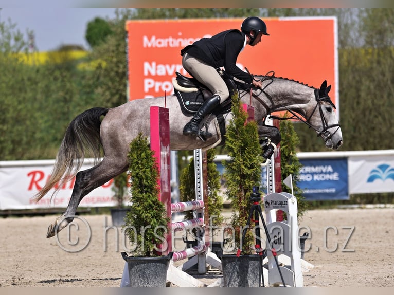 Slowakisches Warmblut Wallach 4 Jahre 170 cm Schimmel in Tyn nad Vltavou