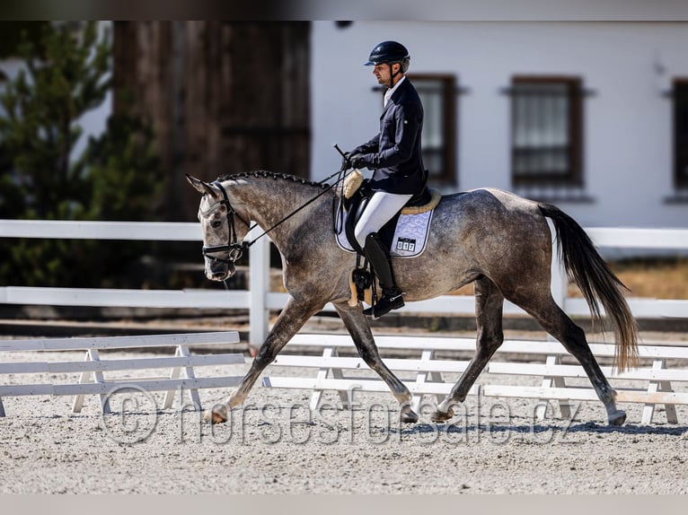 Slowakisches Warmblut Wallach 4 Jahre 170 cm Schimmel in Tyn nad Vltavou