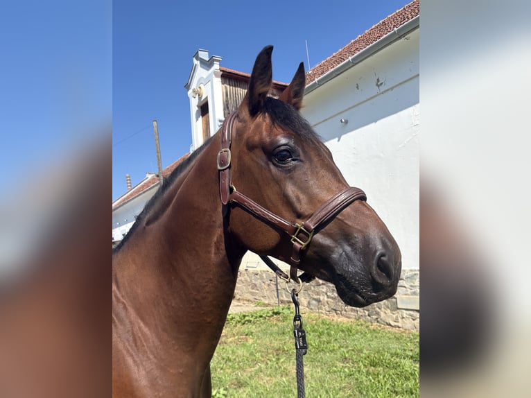 Slowakisches Warmblut Wallach 5 Jahre 165 cm Brauner in Slovakia