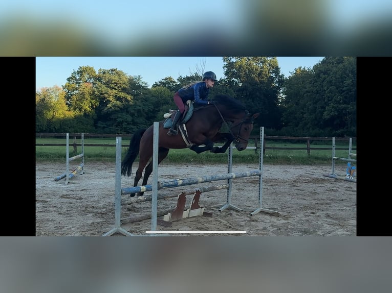 Slowakisches Warmblut Wallach 5 Jahre 165 cm Brauner in Slovakia