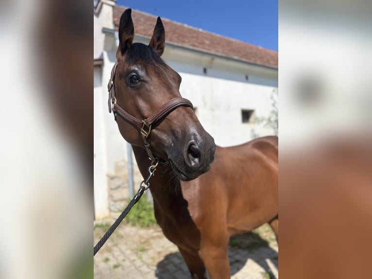 Slowakisches Warmblut Wallach 5 Jahre 165 cm Brauner in Slovakia