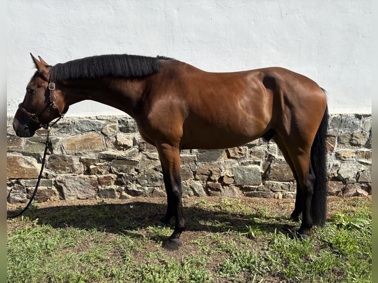 Slowakisches Warmblut Wallach 5 Jahre 165 cm Brauner in Slovakia