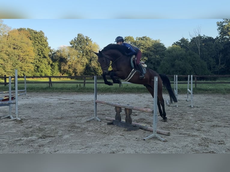 Slowakisches Warmblut Wallach 5 Jahre 165 cm Brauner in Slovakia