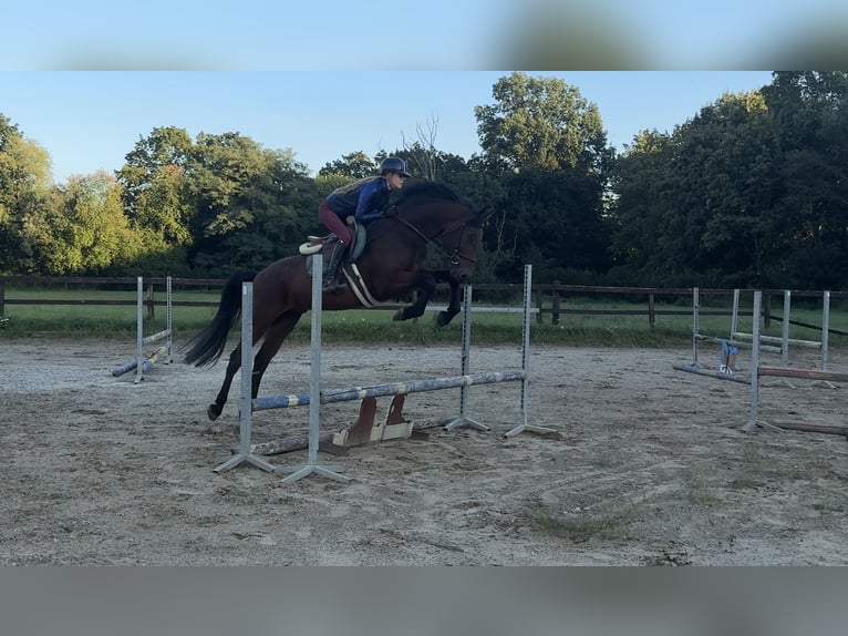 Slowakisches Warmblut Wallach 5 Jahre 165 cm Brauner in Slovakia