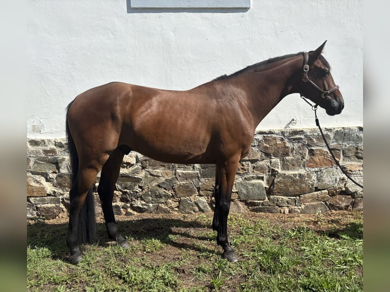 Slowakisches Warmblut Wallach 5 Jahre 165 cm Brauner in Slovakia