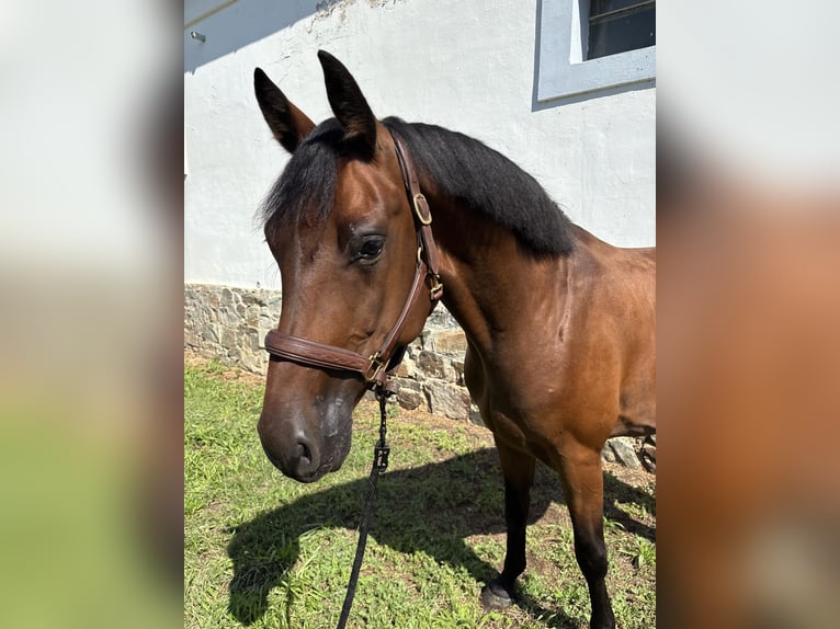 Slowakisches Warmblut Wallach 5 Jahre 165 cm Brauner in Slovakia
