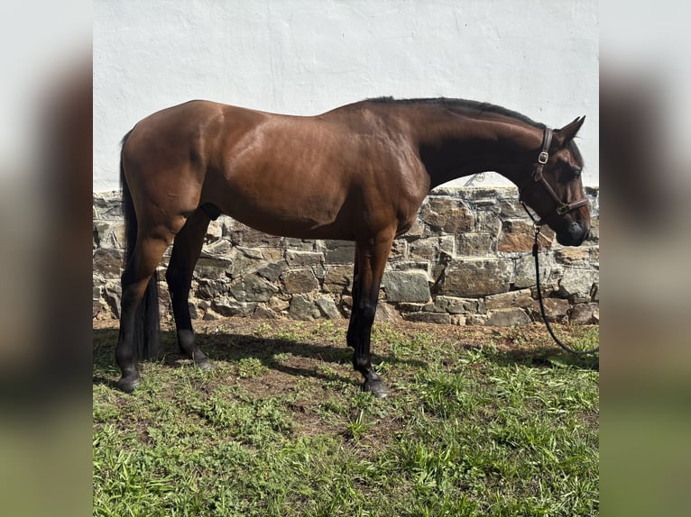 Slowakisches Warmblut Wallach 5 Jahre 165 cm Brauner in Slovakia