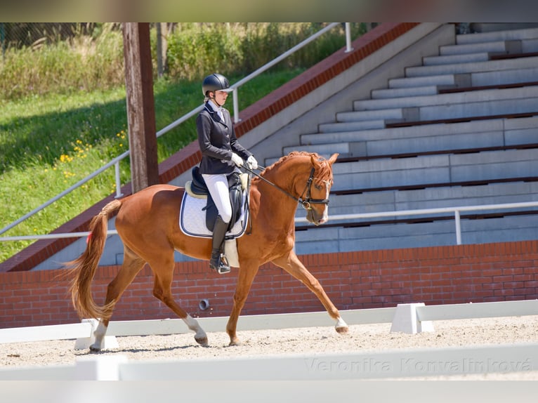 Slowakisches Warmblut Wallach 5 Jahre 165 cm Fuchs in Budweis