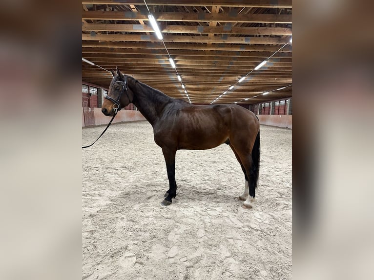 Slowakisches Warmblut Wallach 5 Jahre 170 cm Brauner in Karlovy Vary