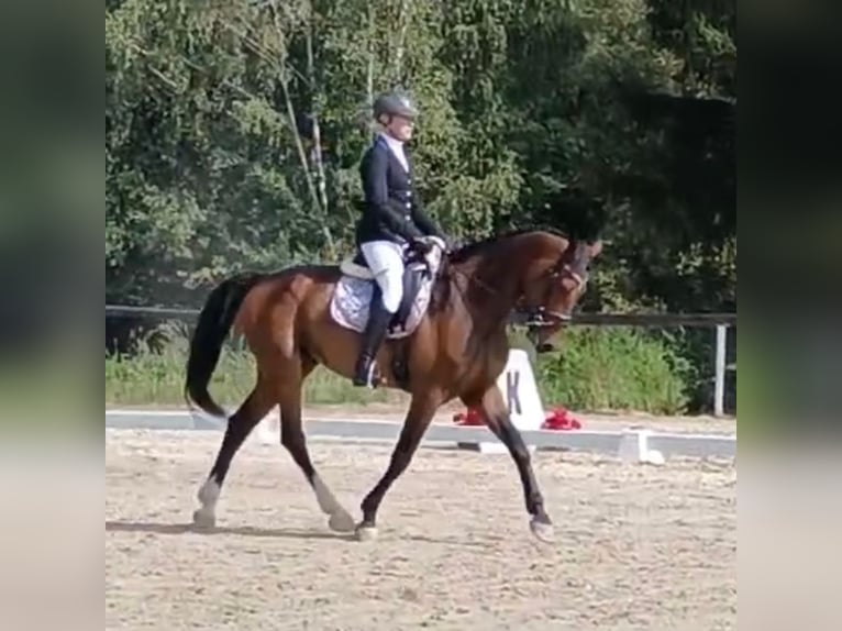 Slowakisches Warmblut Wallach 5 Jahre 170 cm Brauner in Karlovy Vary