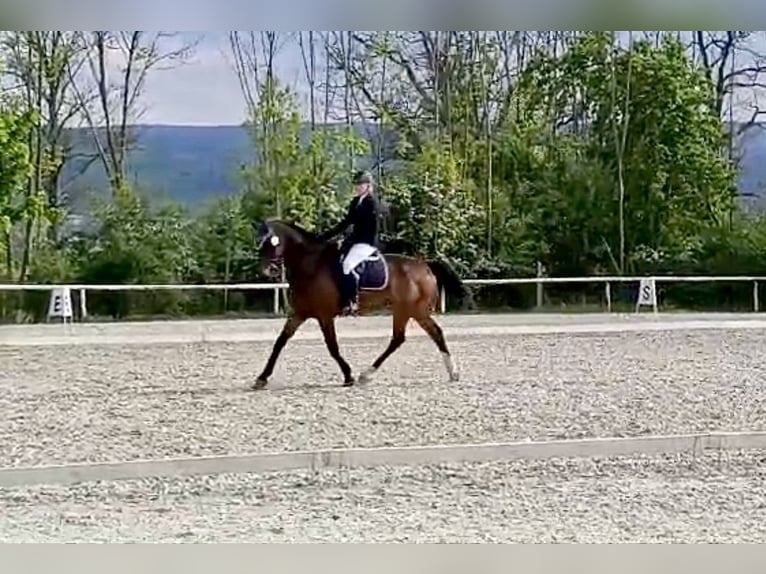 Slowakisches Warmblut Wallach 5 Jahre 170 cm Rotbrauner in Karlovy Vary