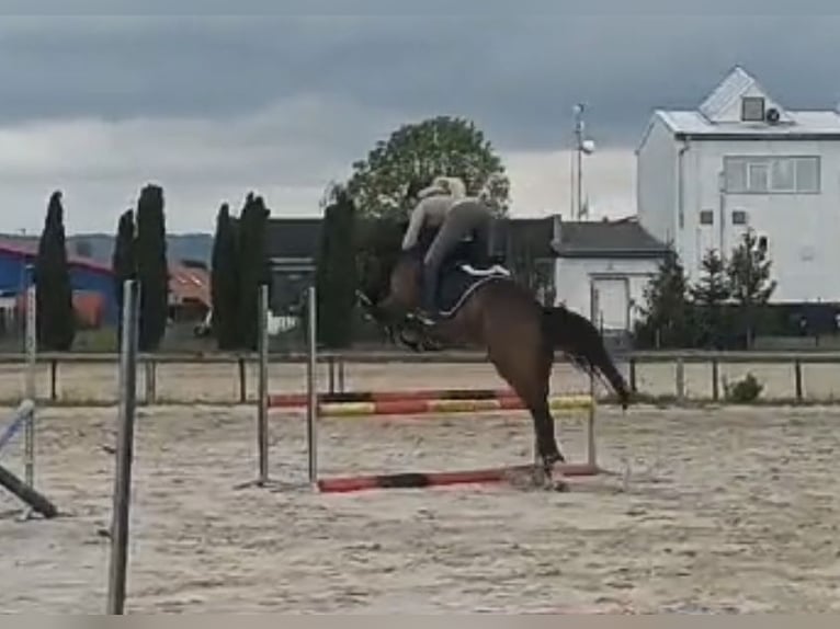 Slowakisches Warmblut Wallach 5 Jahre 170 cm Rotbrauner in Karlovy Vary