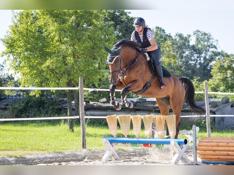 Slowakisches Warmblut Wallach 5 Jahre 174 cm Brauner in Traidendorf