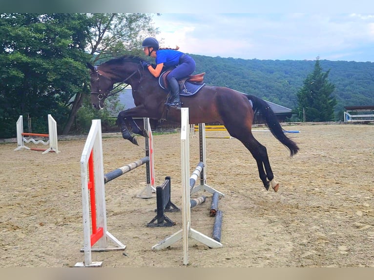 Slowakisches Warmblut Wallach 5 Jahre 176 cm Dunkelbrauner in Bratislava