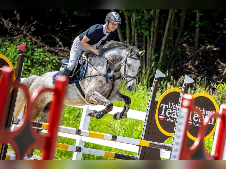 Slowakisches Warmblut Wallach 6 Jahre 167 cm Schimmel in Hôrka