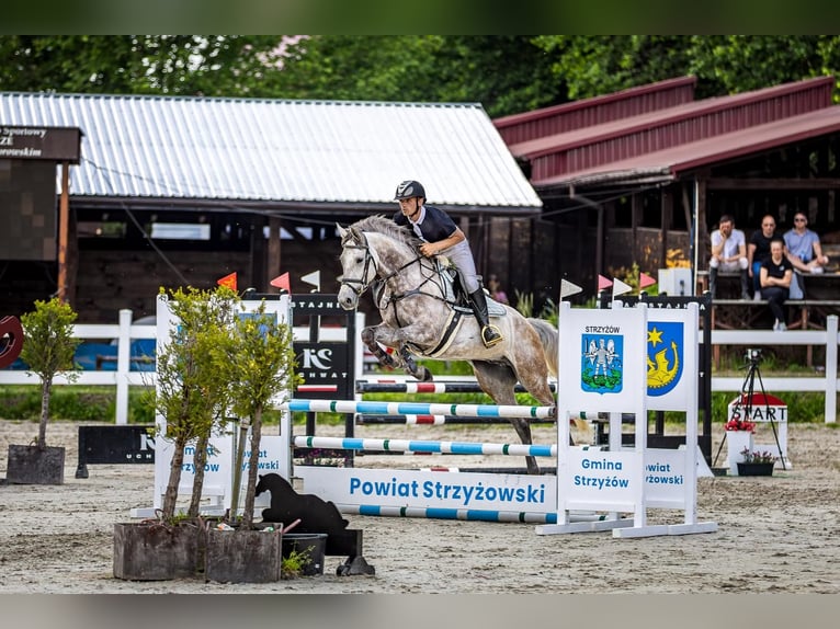 Slowakisches Warmblut Wallach 6 Jahre 167 cm Schimmel in Hôrka