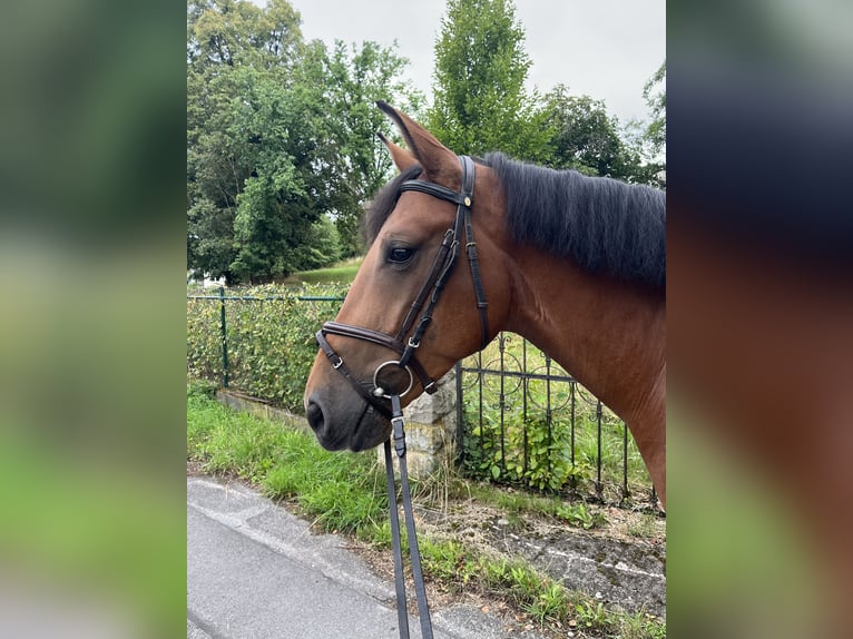 Slowakisches Warmblut Wallach 7 Jahre 161 cm Rotbrauner in Oberaurach