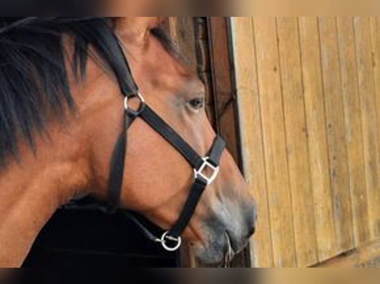 Slowakisches Warmblut Wallach 7 Jahre 168 cm Brauner in Ganderkesee