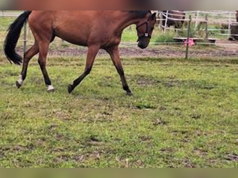 Slowakisches Warmblut Wallach 7 Jahre 168 cm Brauner in Ganderkesee