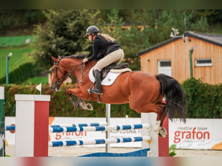 Slowakisches Warmblut Wallach 7 Jahre 169 cm Rotbrauner in Vígľaš