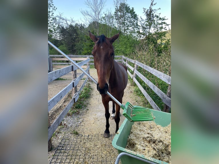 Slowakisches Warmblut Wallach 7 Jahre 172 cm Brauner in Furth an der Triesting