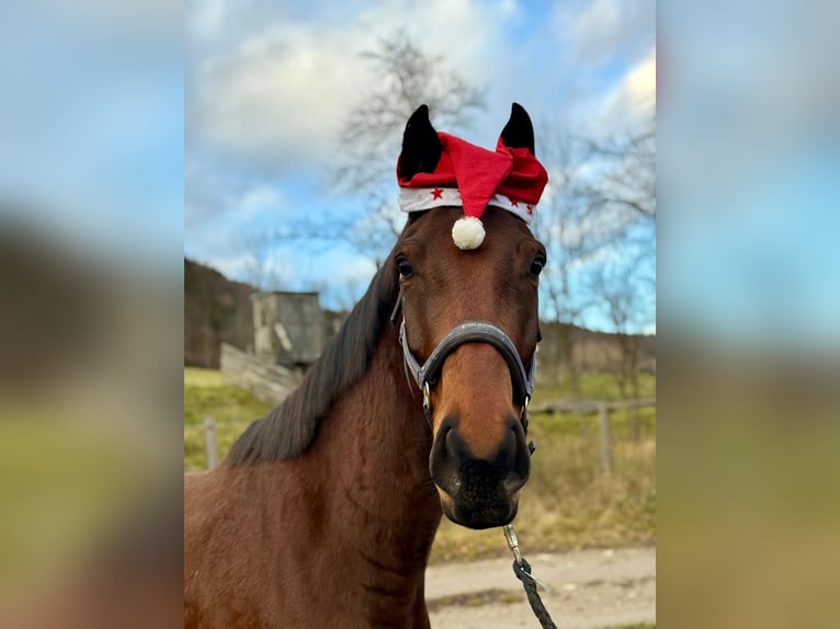 Slowakisches Warmblut Wallach 7 Jahre 172 cm Brauner in Furth an der Triesting