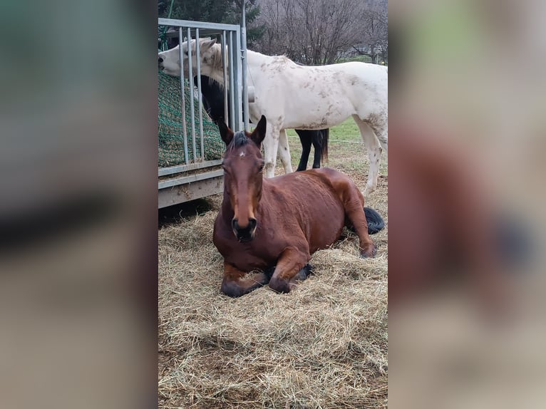 Slowakisches Warmblut Wallach 7 Jahre 172 cm Brauner in Furth an der Triesting