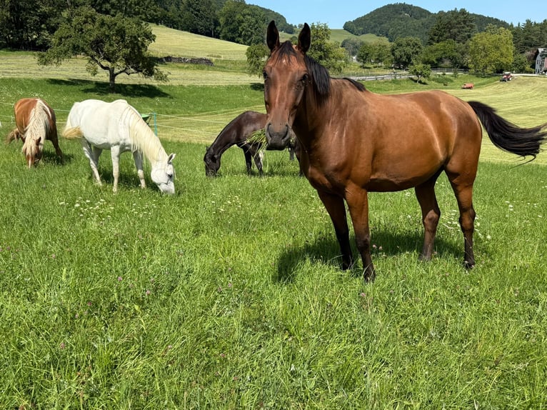 Slowakisches Warmblut Wallach 7 Jahre 172 cm Brauner in Furth an der Triesting