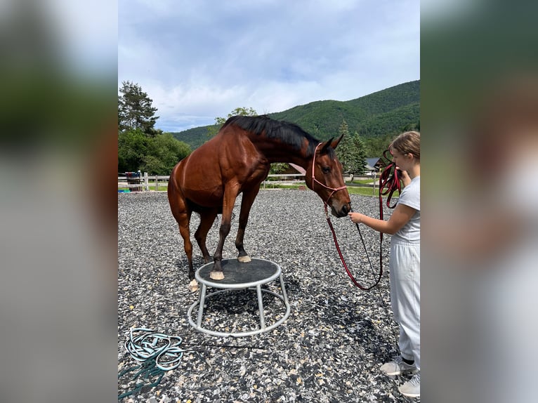 Slowakisches Warmblut Wallach 7 Jahre 172 cm Brauner in Furth an der Triesting