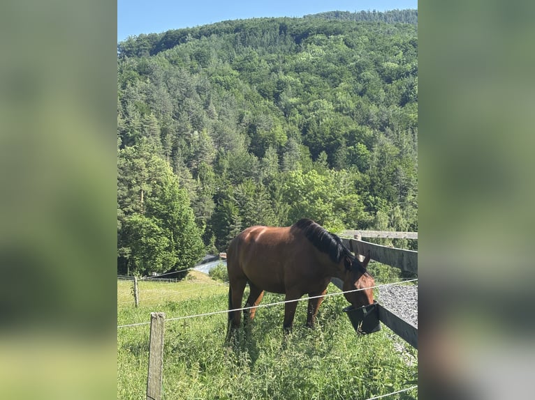 Slowakisches Warmblut Wallach 7 Jahre 172 cm Brauner in Furth an der Triesting