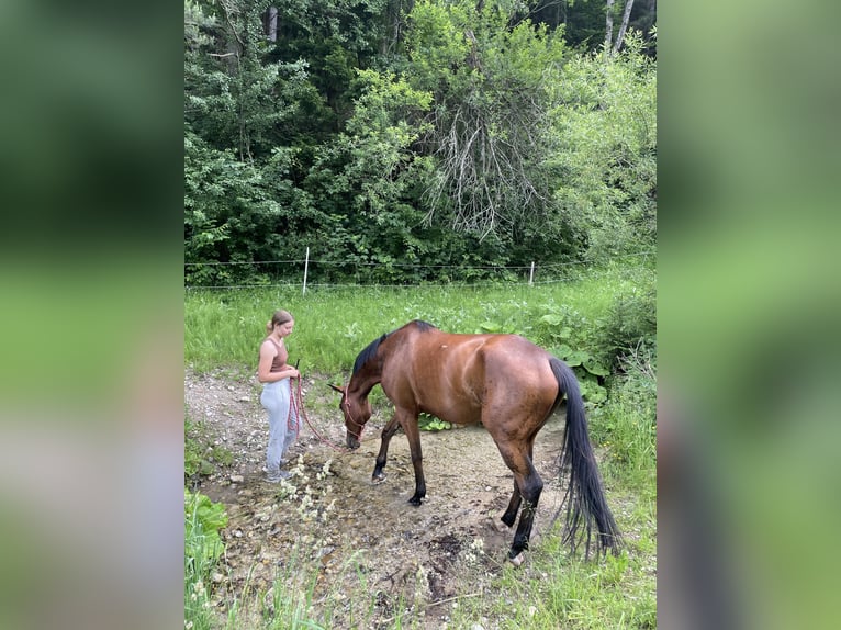 Slowakisches Warmblut Wallach 7 Jahre 172 cm Brauner in Furth an der Triesting