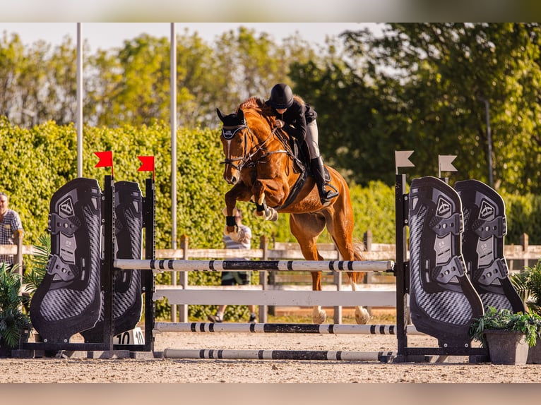 Slowakisches Warmblut Wallach 7 Jahre 172 cm Dunkelfuchs in Prievidza