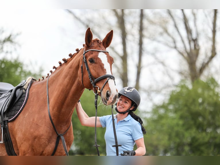 Slowakisches Warmblut Wallach 7 Jahre 174 cm Fuchs in Prag
