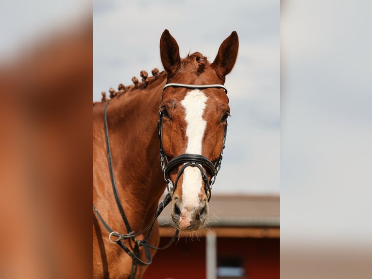 Slowakisches Warmblut Wallach 7 Jahre 174 cm Fuchs in Prag