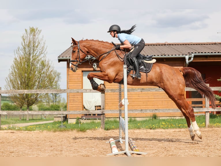 Slowakisches Warmblut Wallach 7 Jahre 174 cm Fuchs in Prag